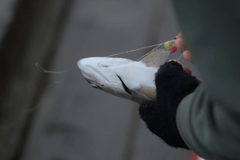 Rainbow trout in Covington