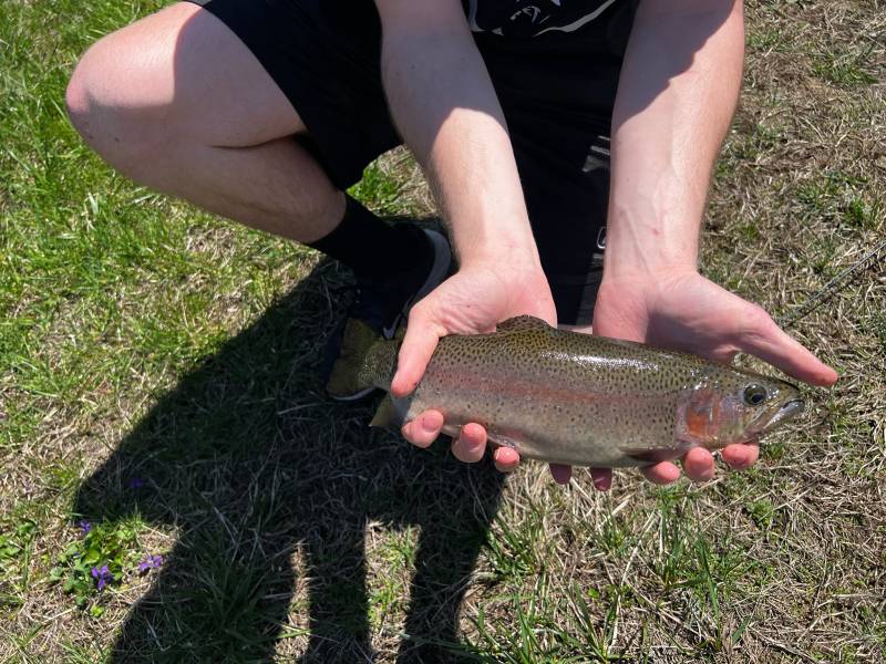 Rainbow trout in Enfield