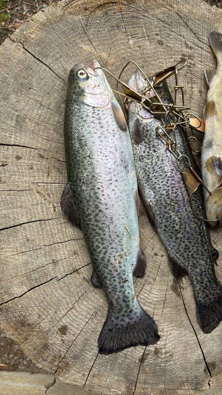 Rainbow trout in Ridgway