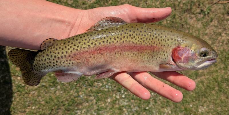 Rainbow trout in Michigan