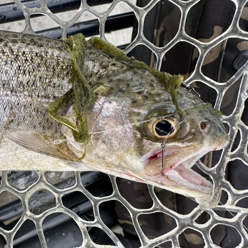 Rainbow trout in Compton