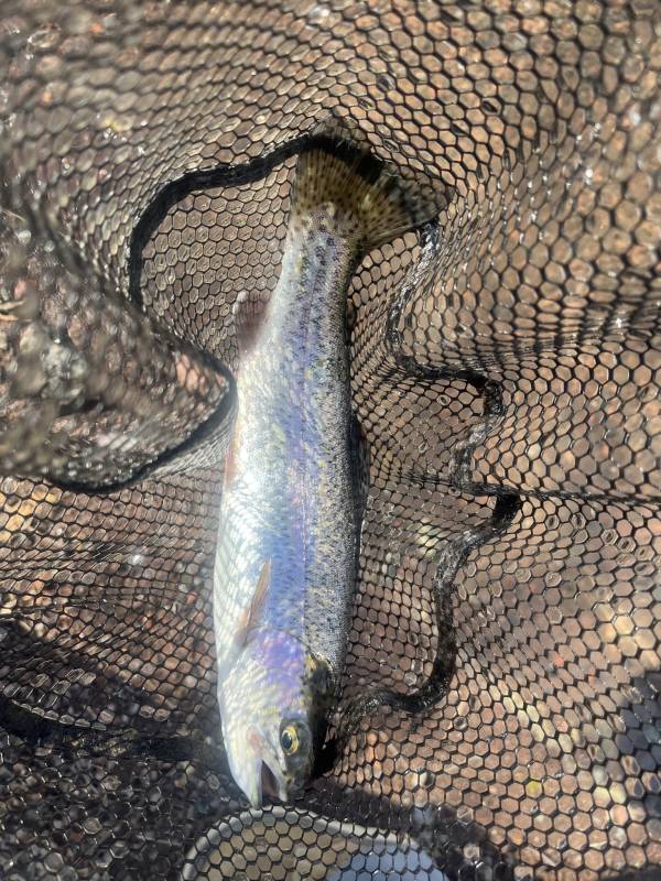 Rainbow trout in Minnesota