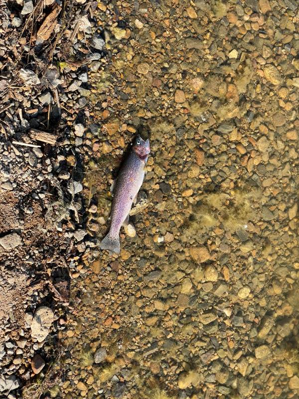 Rainbow trout in Applewood