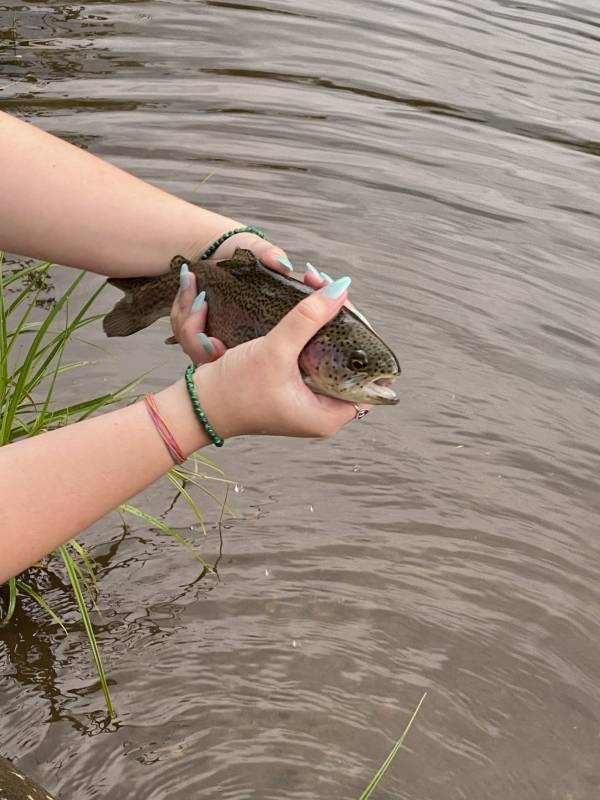 Rainbow trout in Estes Park