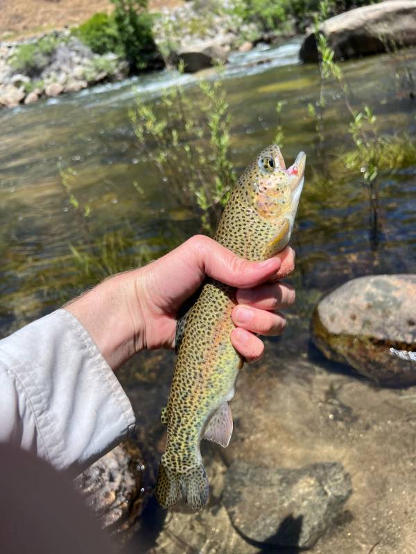 Rainbow trout in Mi-Wuk Village