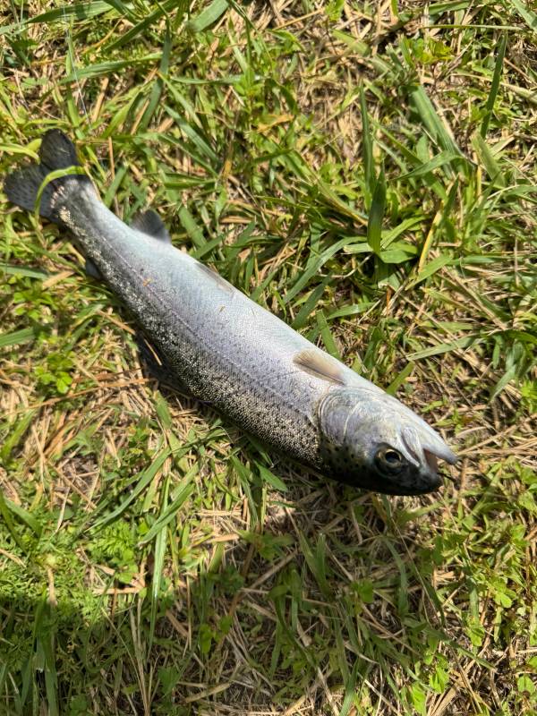 Rainbow trout in Glen Alpine
