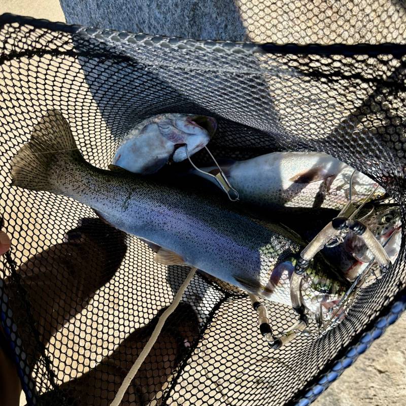 Rainbow trout in Big Bear Lake