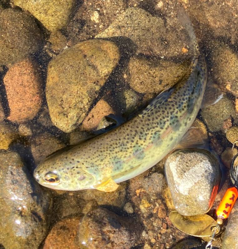 Rainbow trout in South Lake Tahoe