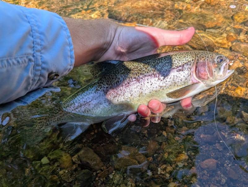 Rainbow trout in Springfield