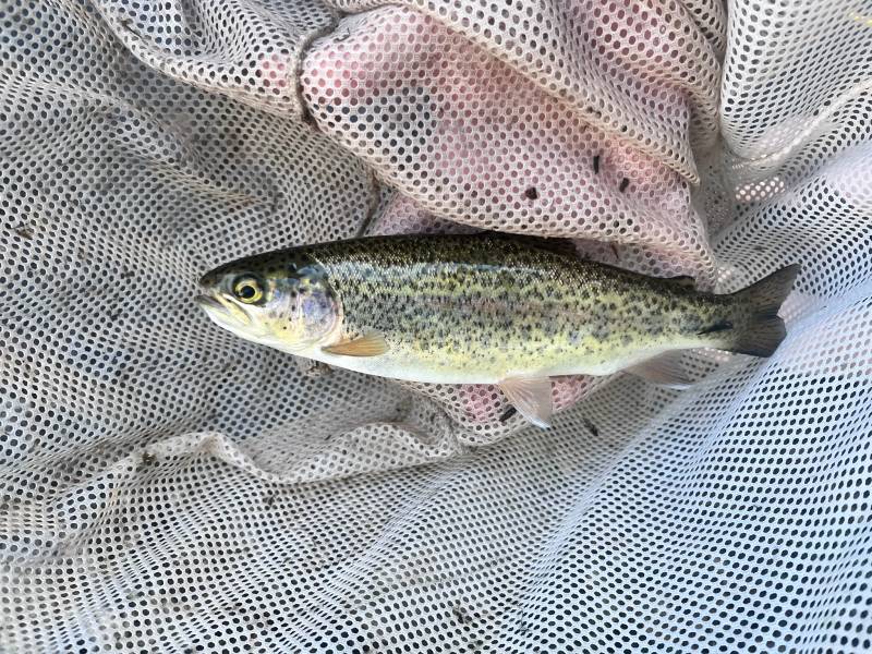 Rainbow trout in Summit County