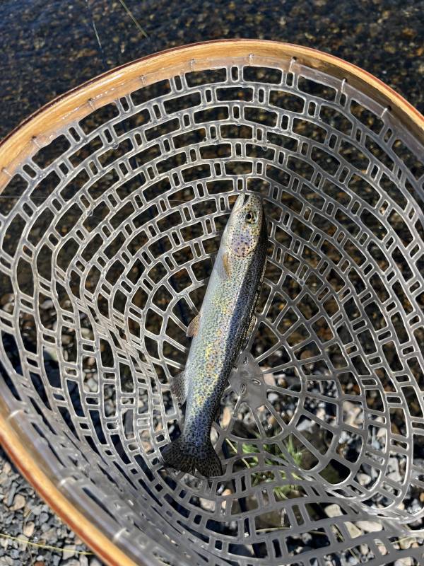 Rainbow trout in United States