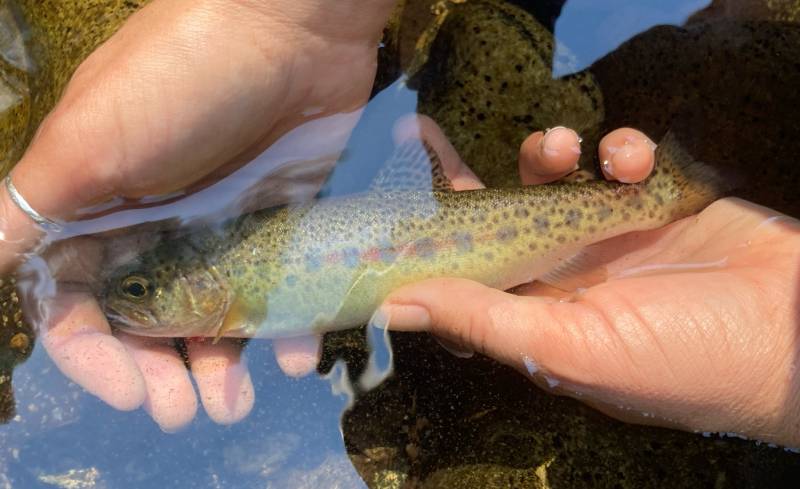 Rainbow trout in South Lake Tahoe