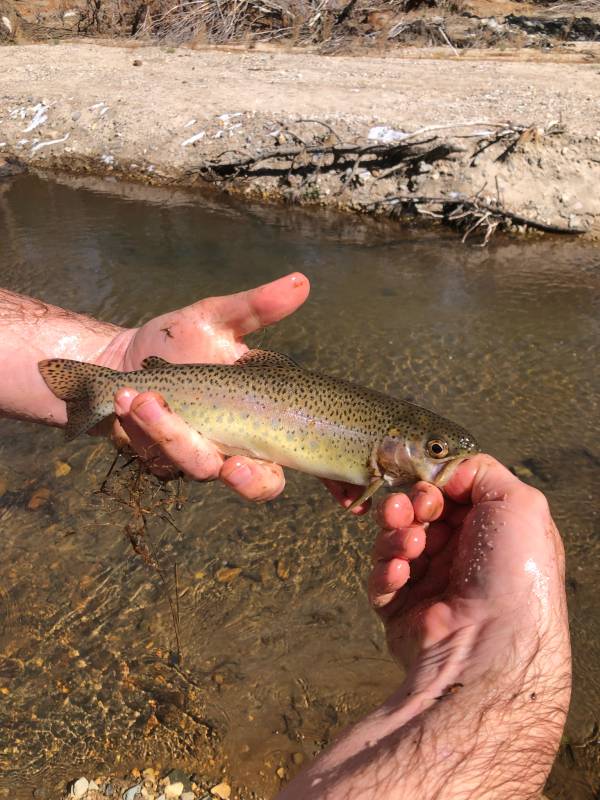 Rainbow trout in Homeland