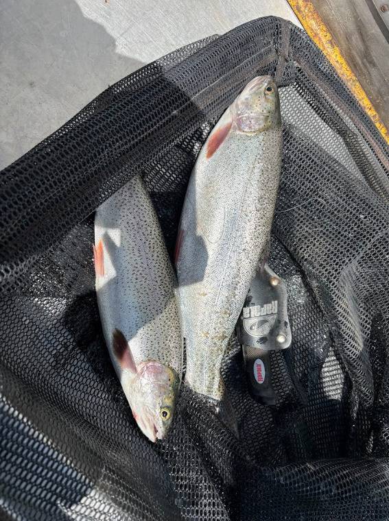 Rainbow trout in Victor