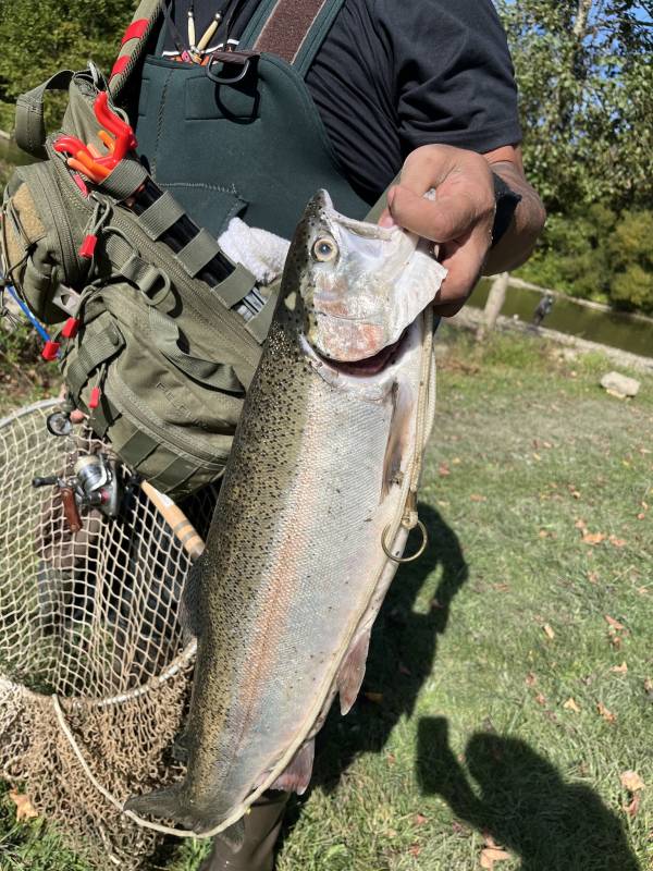 Rainbow trout in Conneaut Lake