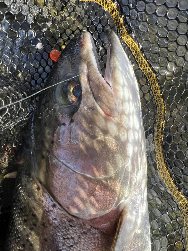 Rainbow trout in Sutter Creek