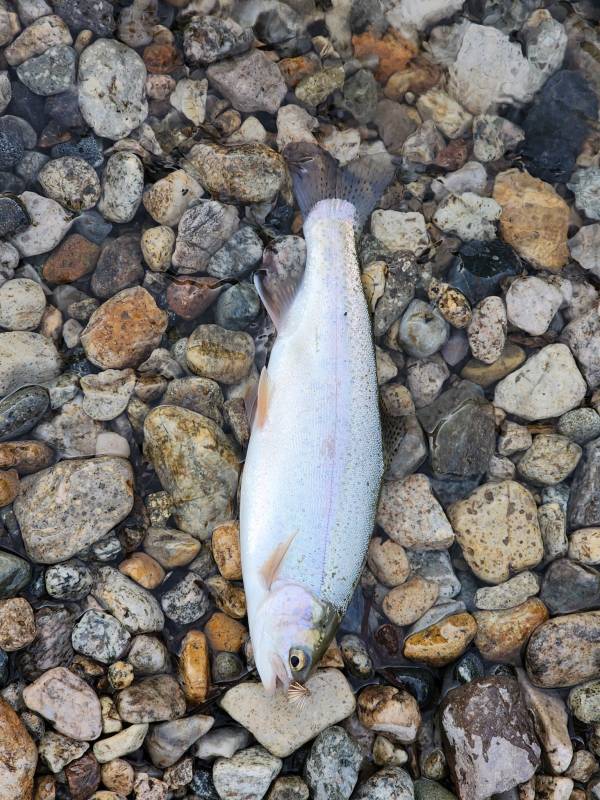 Rainbow trout in New Mexico