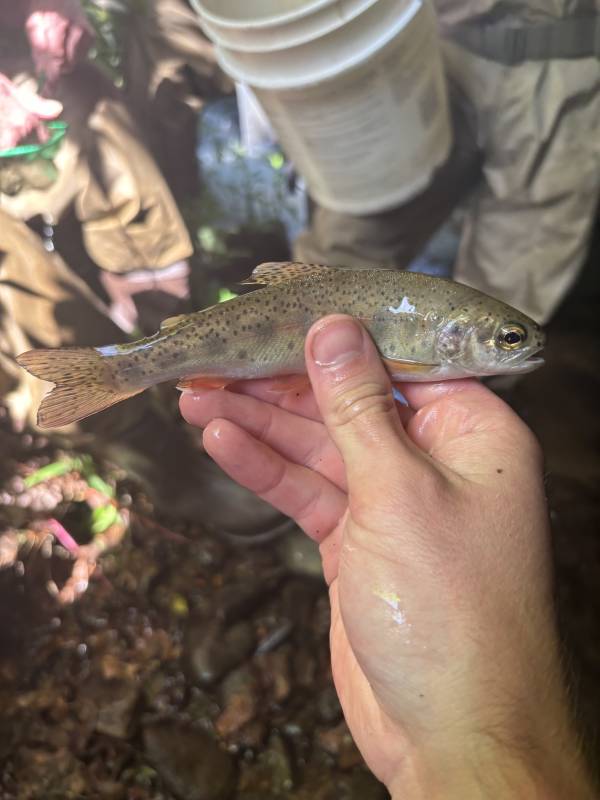 Rainbow trout in Andrews