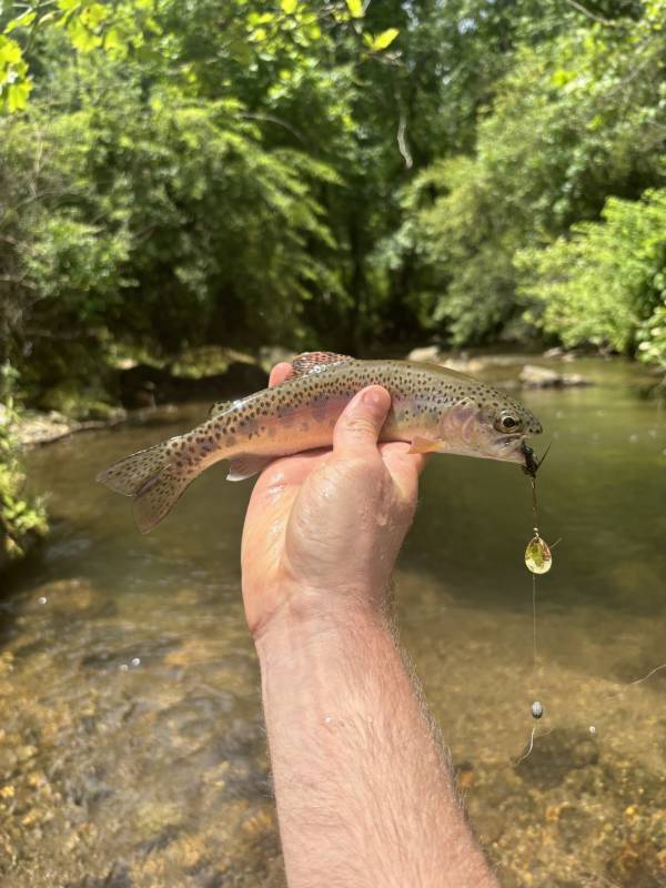 Rainbow trout in Andrews