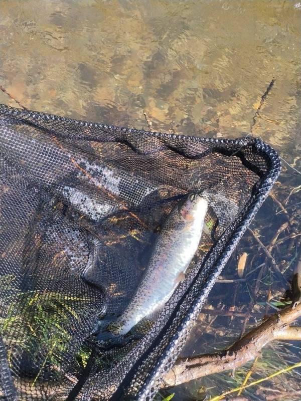 Rainbow trout in New Mexico