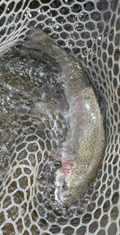 Rainbow trout in Estes Park
