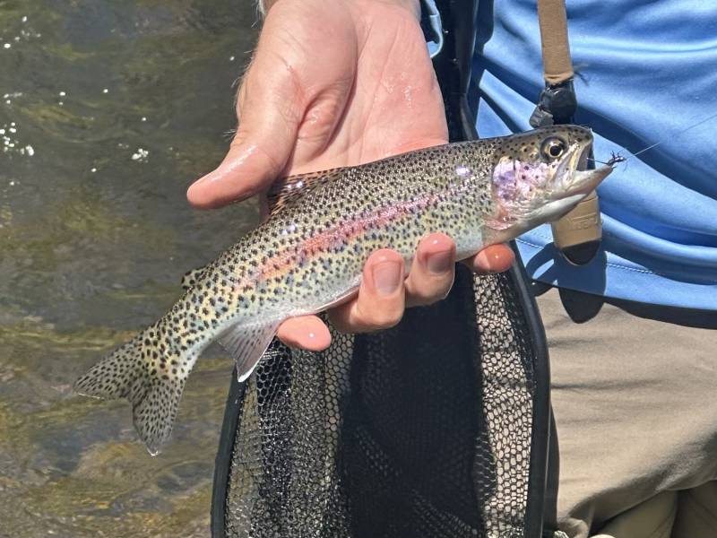 Rainbow trout in Montrose