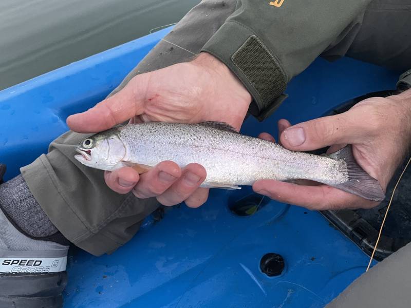 Rainbow trout in Colorado