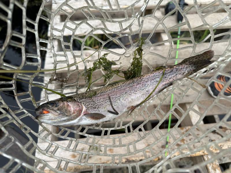Rainbow trout in Alaska