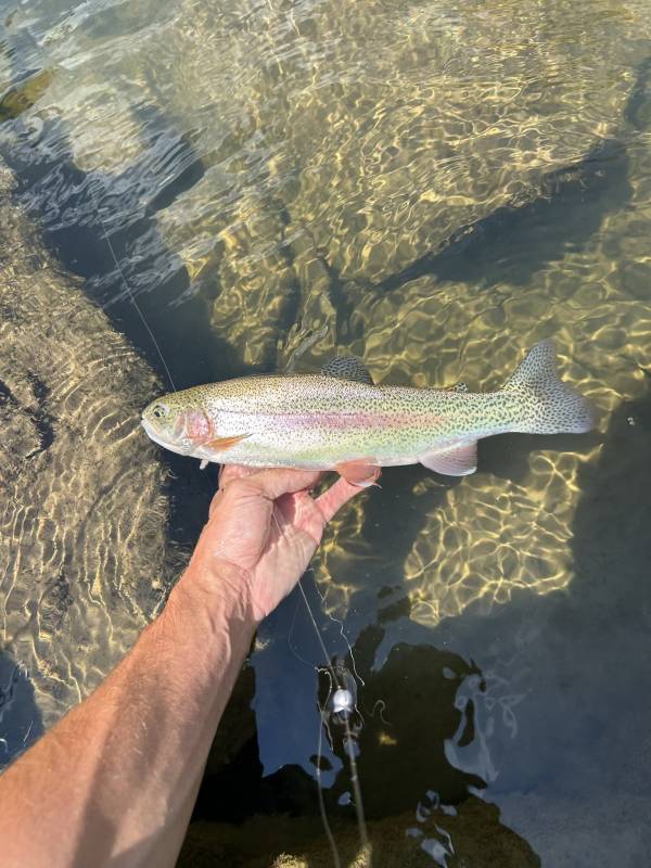 Rainbow trout in Scio