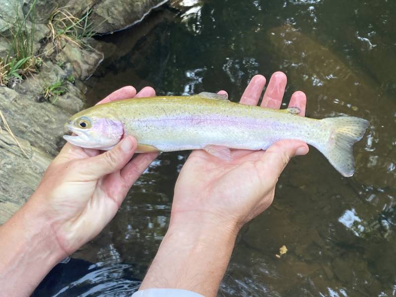 Rainbow trout in Sutter Creek