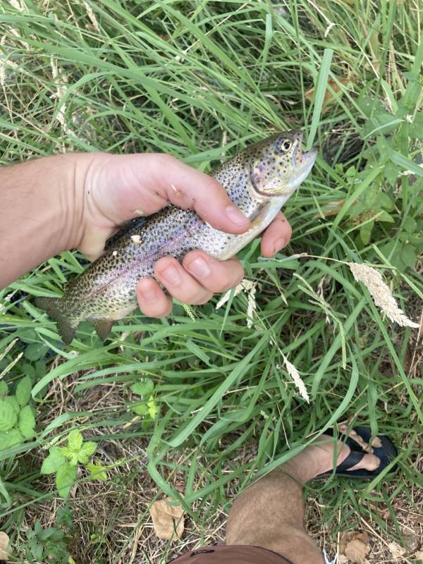 Rainbow trout in Sutter Creek