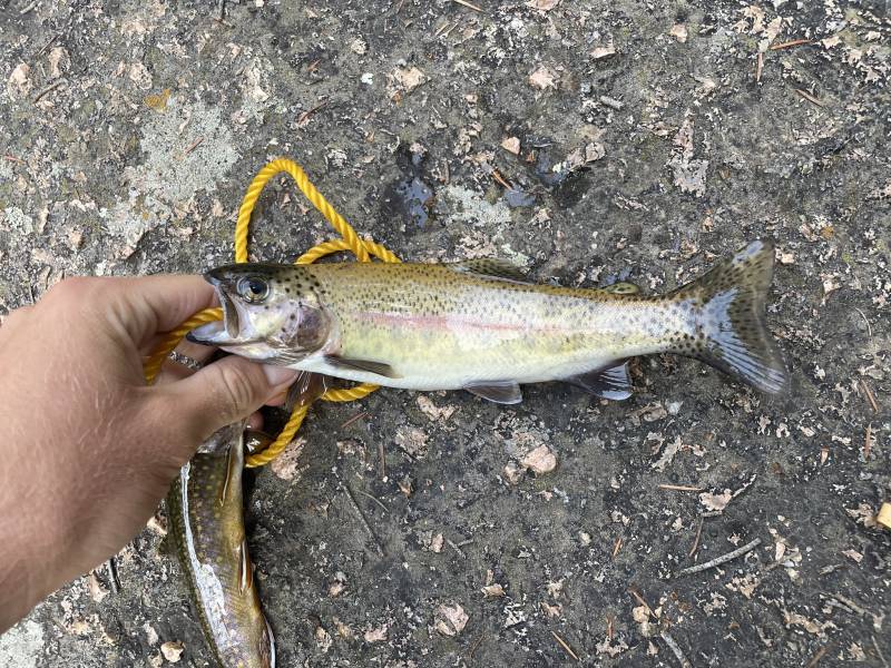 Rainbow trout in Larkspur