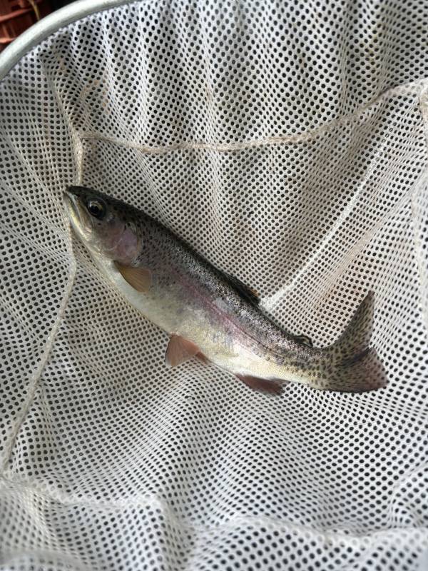 Rainbow trout in Sylva