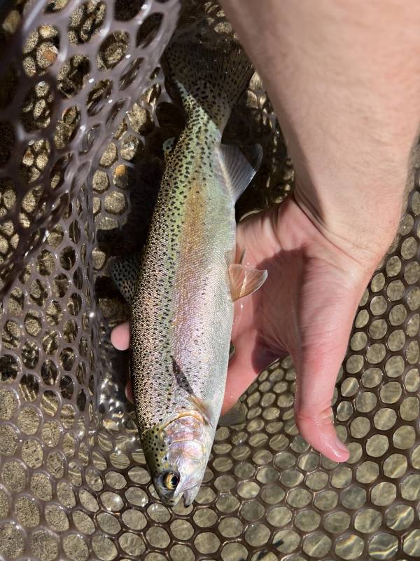 Rainbow trout in Kern River