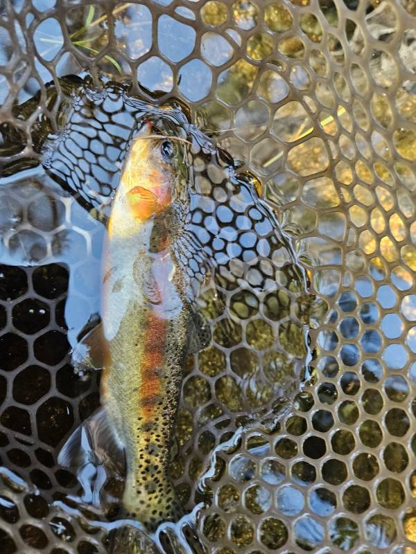 Rainbow trout in Strathmore