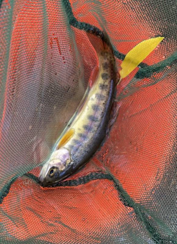 Rainbow trout in Oregon