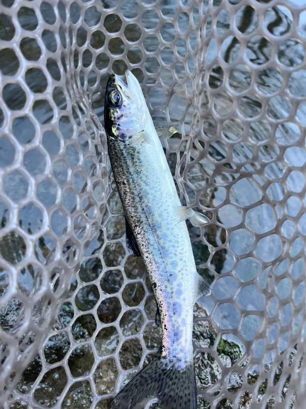Steelhead in Pacific Grove