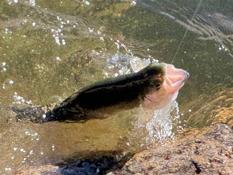 Rainbow trout in Arizona