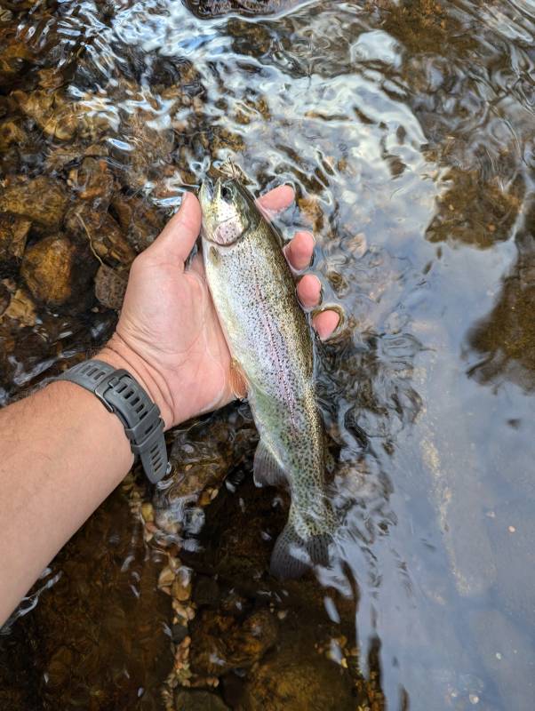 Rainbow trout in Estes Park