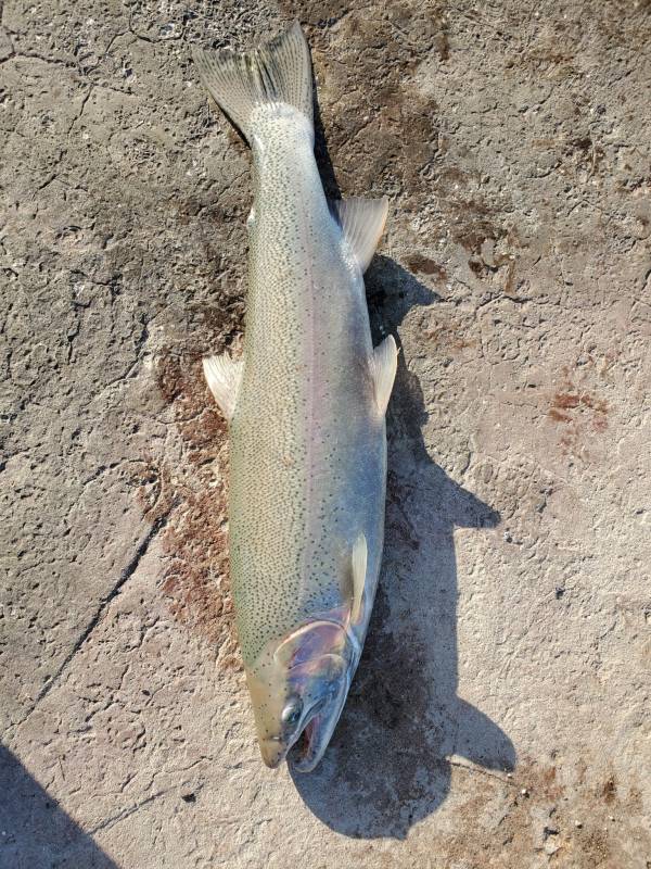 Steelhead in Wonder Lake