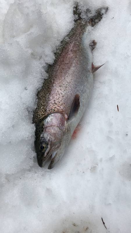 Steelhead in Skykomish