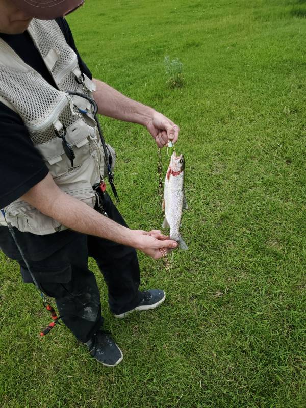 Rainbow trout in Montana