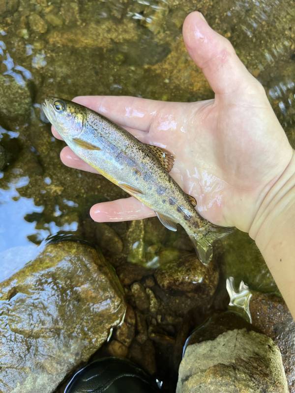 Rainbow trout in Highlands