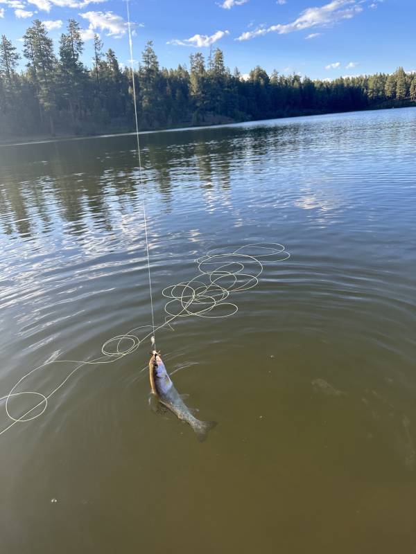 Rainbow trout in Show Low