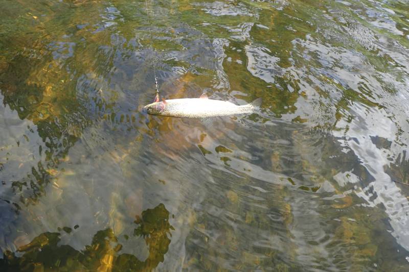 Rainbow trout in Alaska