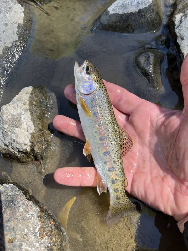 Rainbow trout in Paonia
