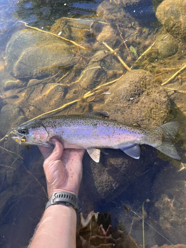 Rainbow trout in Routt County