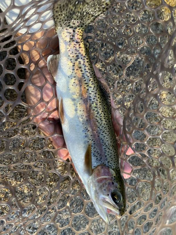 Rainbow trout in Kern River