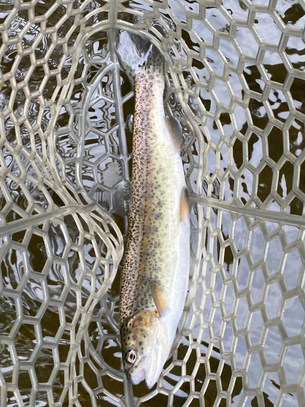 Rainbow trout in Drexel