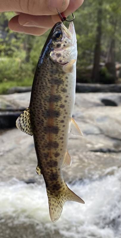 Rainbow trout in Ivanhoe